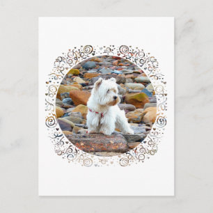 Carte Postale Westie sur les rochers