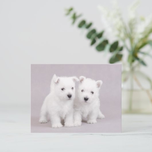 Carte Postale Westies (Debout devant)