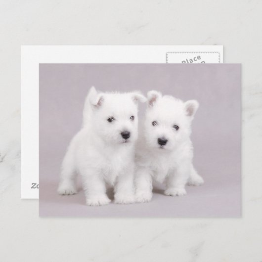 Carte Postale Westies (Devant / Derrière)
