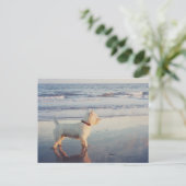 Carte Postale Westies et l'océan (Debout devant)