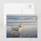 Carte Postale Westies et l'océan (Devant / Derrière)