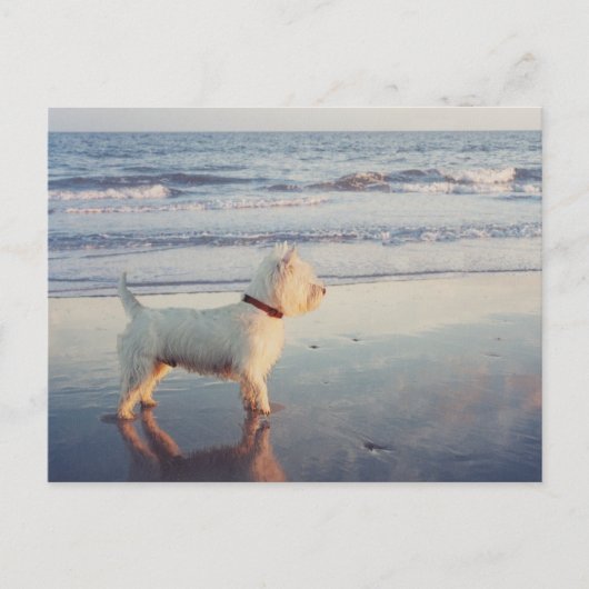 Carte Postale Westies et l'océan (Devant)