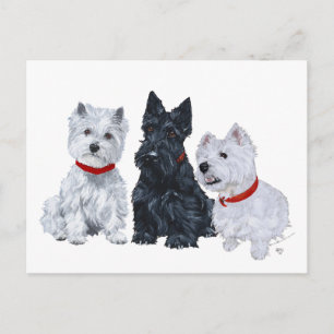 Carte Postale Westies et un Scottie ensemble