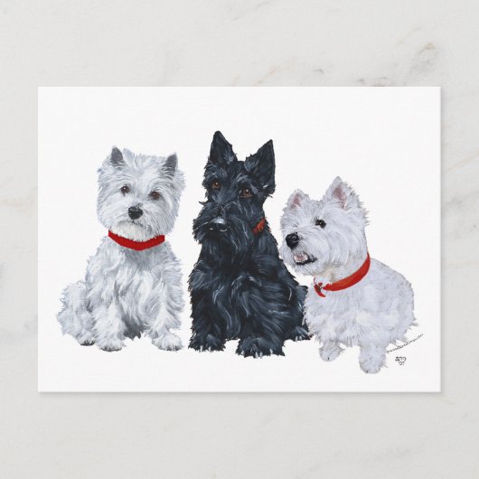 Carte Postale Westies et un Scottie ensemble (Devant)