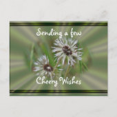Carte postale Wet Dandelion- cheer ou toute occasi (Devant)