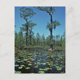 Carte Postale Wetlands, Okefenokee National Wildlife Refuge