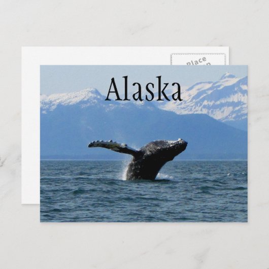 Carte Postale Whale Playtime ; Alaska (Devant / Derrière)
