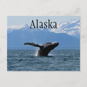 Carte Postale Whale Playtime ; Alaska