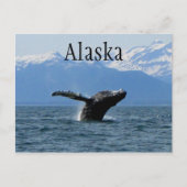 Carte Postale Whale Playtime ; Alaska (Devant)