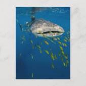 Carte Postale Whale Shark with fish, Indonésie (Devant)