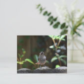 Carte Postale Whatcha Doin (Debout devant)