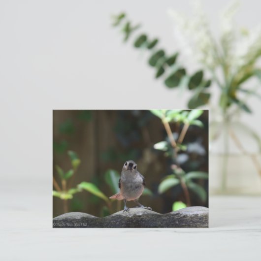 Carte Postale Whatcha Doin (Debout devant)