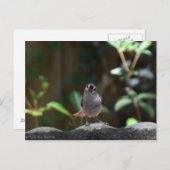 Carte Postale Whatcha Doin (Devant / Derrière)