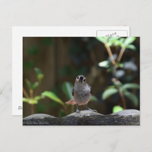 Carte Postale Whatcha Doin (Devant / Derrière)