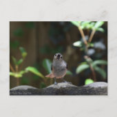 Carte Postale Whatcha Doin (Devant)