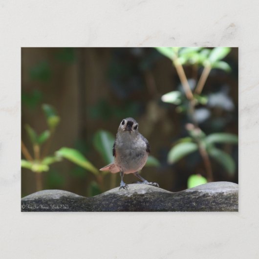 Carte Postale Whatcha Doin (Devant)