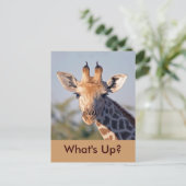 Carte Postale What's Up..Carte postale (Debout devant)