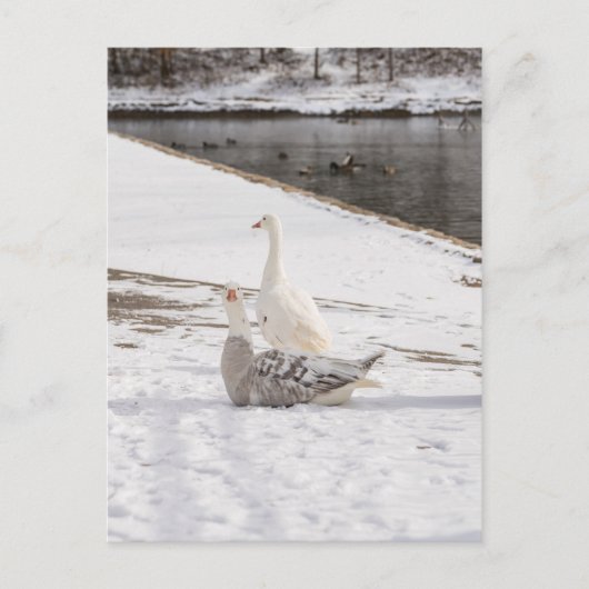 Carte Postale Whats Up Goose (Devant)