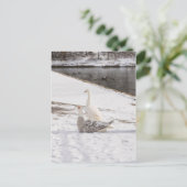 Carte Postale Whats Up Goose (Debout devant)