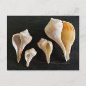 Carte Postale Whelk Seashells Comparison Photography (Devant)