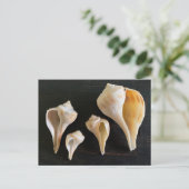 Carte Postale Whelk Seashells Comparison Photography (Debout devant)