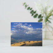 Carte Postale Where The Buffalo Roam (Debout devant)