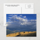Carte Postale Where The Buffalo Roam (Devant / Derrière)