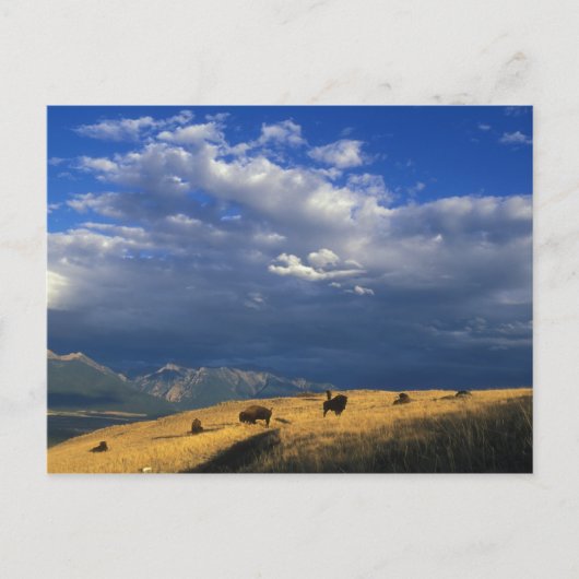 Carte Postale Where The Buffalo Roam (Devant)