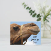 Carte Postale Whimsical "Here's Look At You" Camel Salutation (Debout devant)