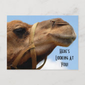Carte Postale Whimsical "Here's Look At You" Camel Salutation (Devant)