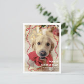 Carte Postale Whimsical Red Ribbon Pet Photo Joyeux Noël (Debout devant)