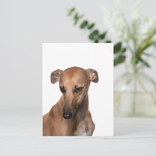 Carte Postale Whippet (Debout devant)