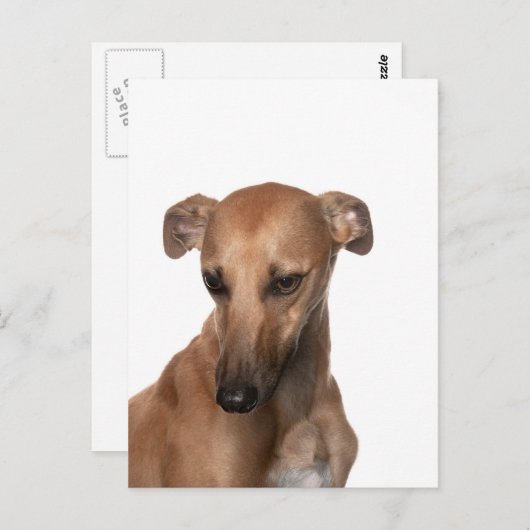 Carte Postale Whippet (Devant / Derrière)