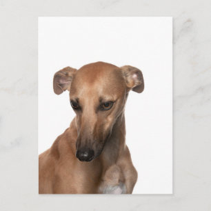 Carte Postale Whippet