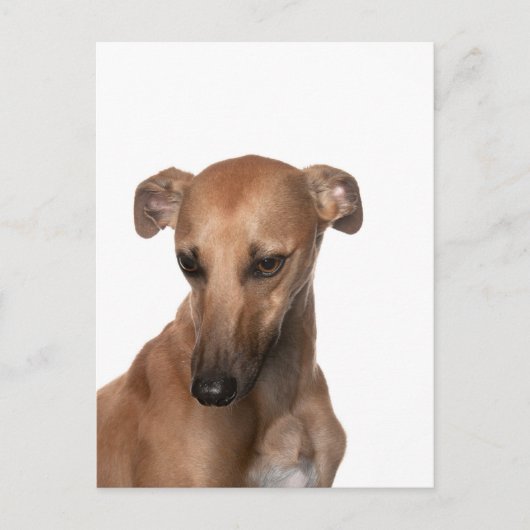 Carte Postale Whippet (Devant)