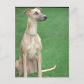 Carte Postale Whippet (Devant)