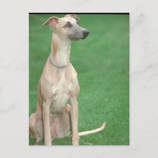 Carte Postale Whippet (Devant)