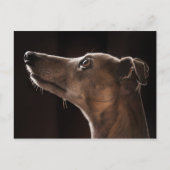 Carte Postale Whippet (Devant)