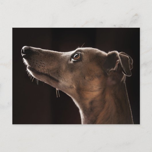 Carte Postale Whippet (Devant)