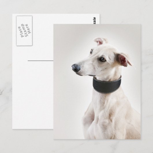 Carte Postale Whippet (Devant / Derrière)