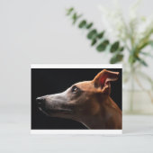 Carte Postale Whippet (Debout devant)