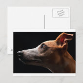 Carte Postale Whippet (Devant / Derrière)
