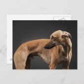 Carte Postale Whippet (Devant / Derrière)