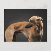 Carte Postale Whippet (Devant)