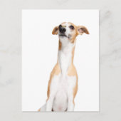 Carte Postale Whippet (Devant)