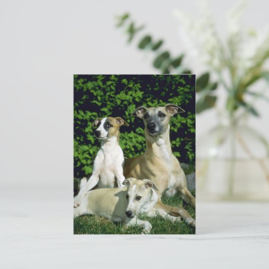 Carte Postale Whippet and pubs (Debout devant)