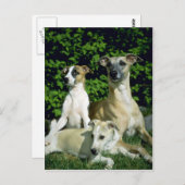 Carte Postale Whippet and pubs (Devant / Derrière)