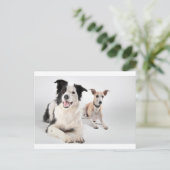 Carte Postale Whippet avec collie de bordure (Debout devant)