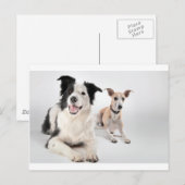 Carte Postale Whippet avec collie de bordure (Devant / Derrière)