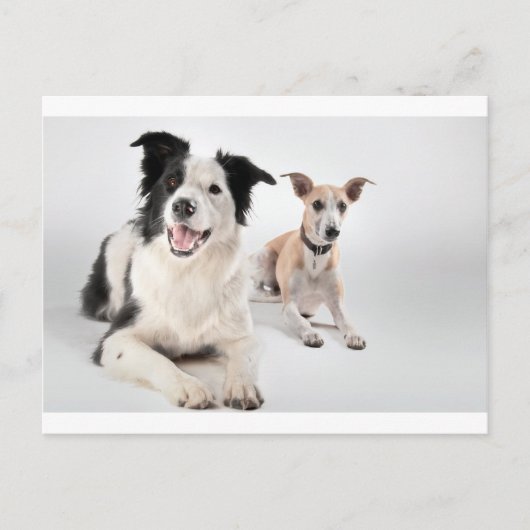 Carte Postale Whippet avec collie de bordure (Devant)